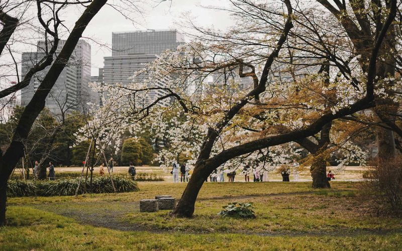 Mindfulness and seasonal changes, Spring Meditation